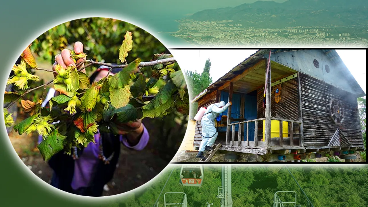 Karadeniz’i istila etti! Tek seferde 200 yumurta bırakıyor, 190 bin nokta ilaçlandı