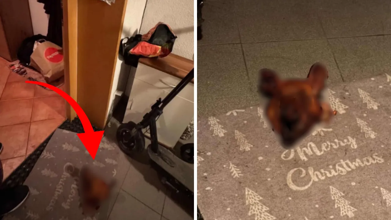 Avusturya'da Türk aileye çirkin saldırı! Kapılarına domuz kafası bıraktılar