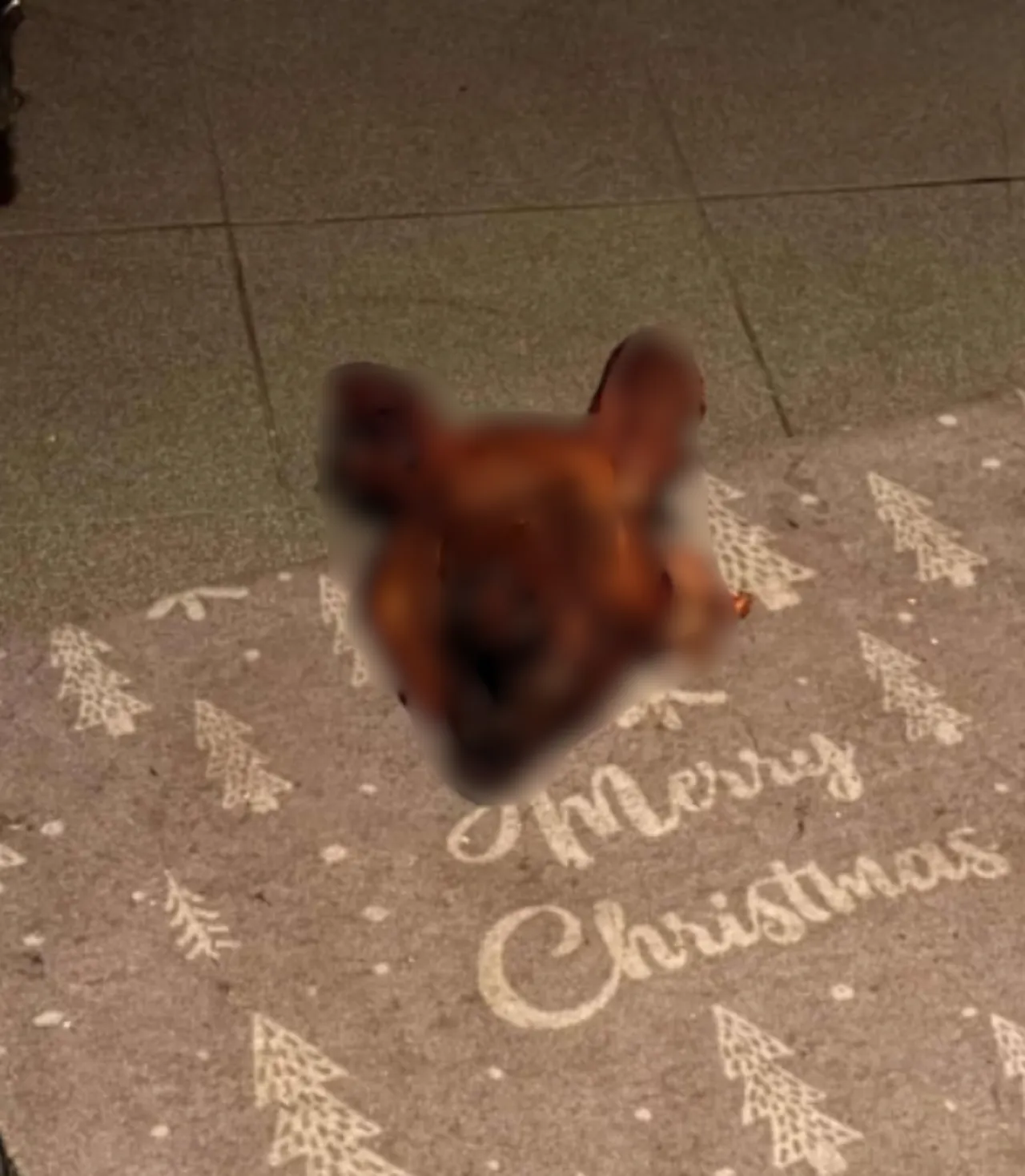 Avusturyada Türk aileye çirkin saldırı! Kapılarına domuz kafası bıraktılar