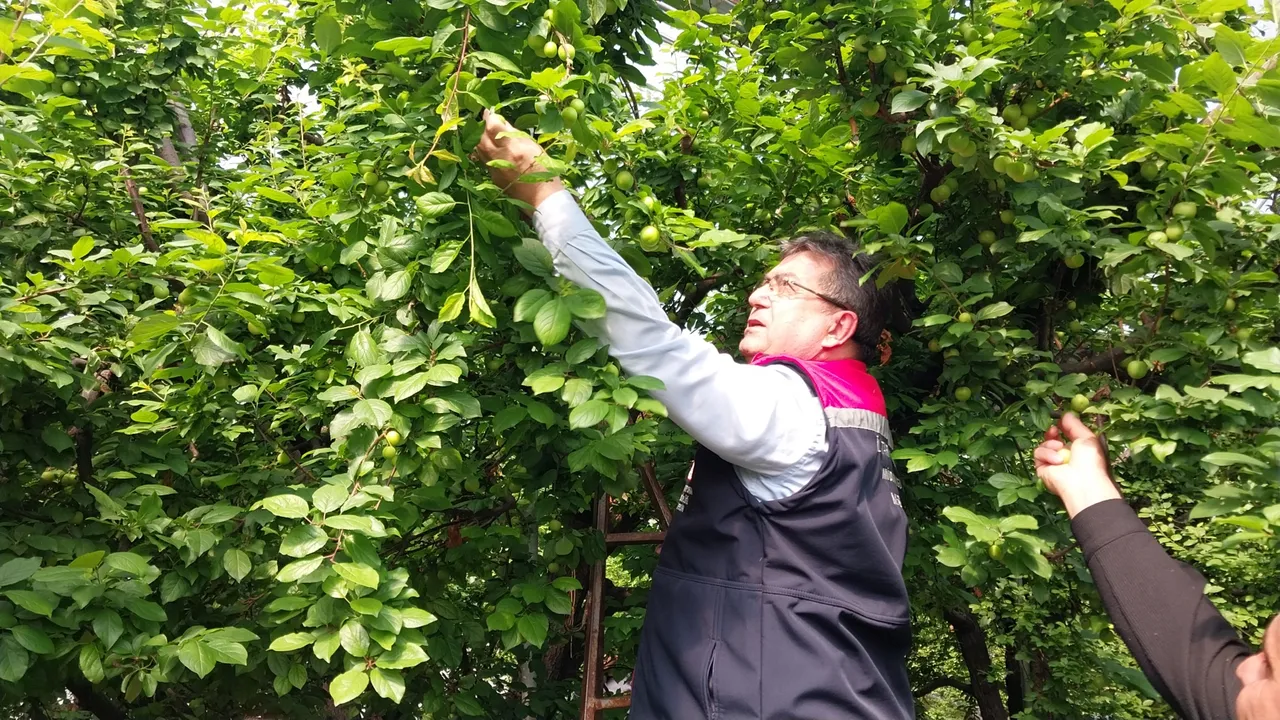 Hasadı 3 ay sürüyor! Sezona kilosu 5 bin liradan başladı