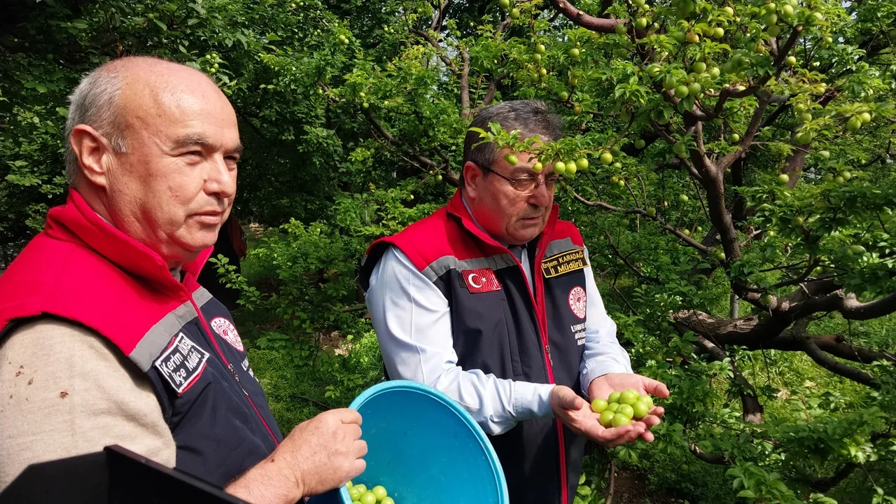 Hasadı 3 ay sürüyor! Sezona kilosu 5 bin liradan başladı