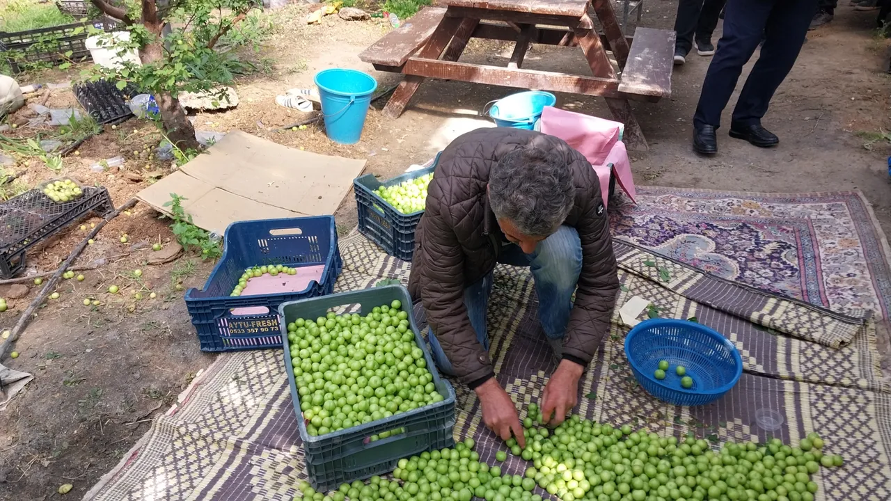 Hasadı 3 ay sürüyor! Sezona kilosu 5 bin liradan başladı