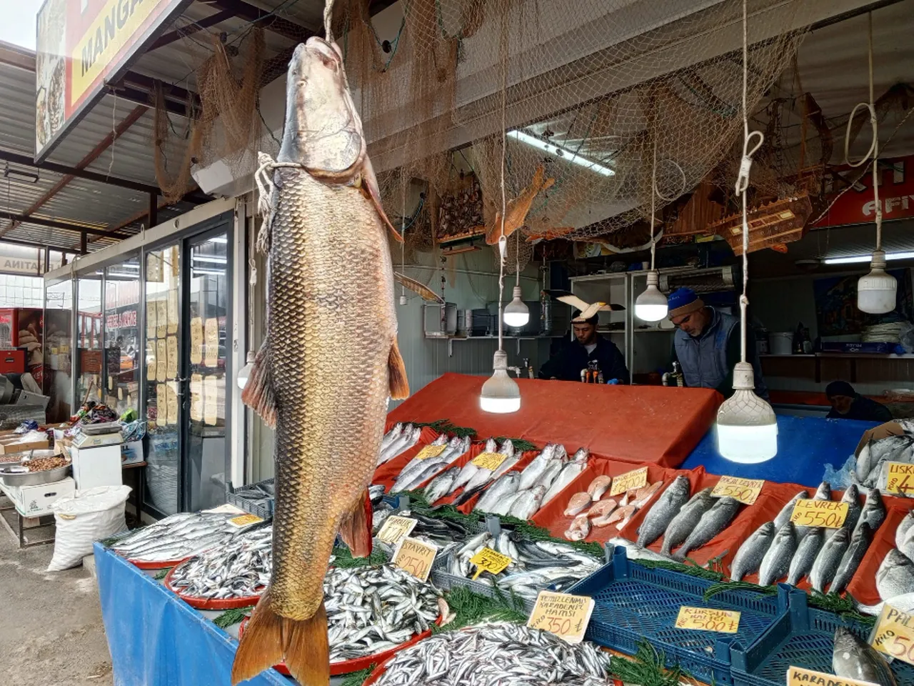 Malatya'da yakalandı! 42 kiloluk balık büyük ilgi gördü 
