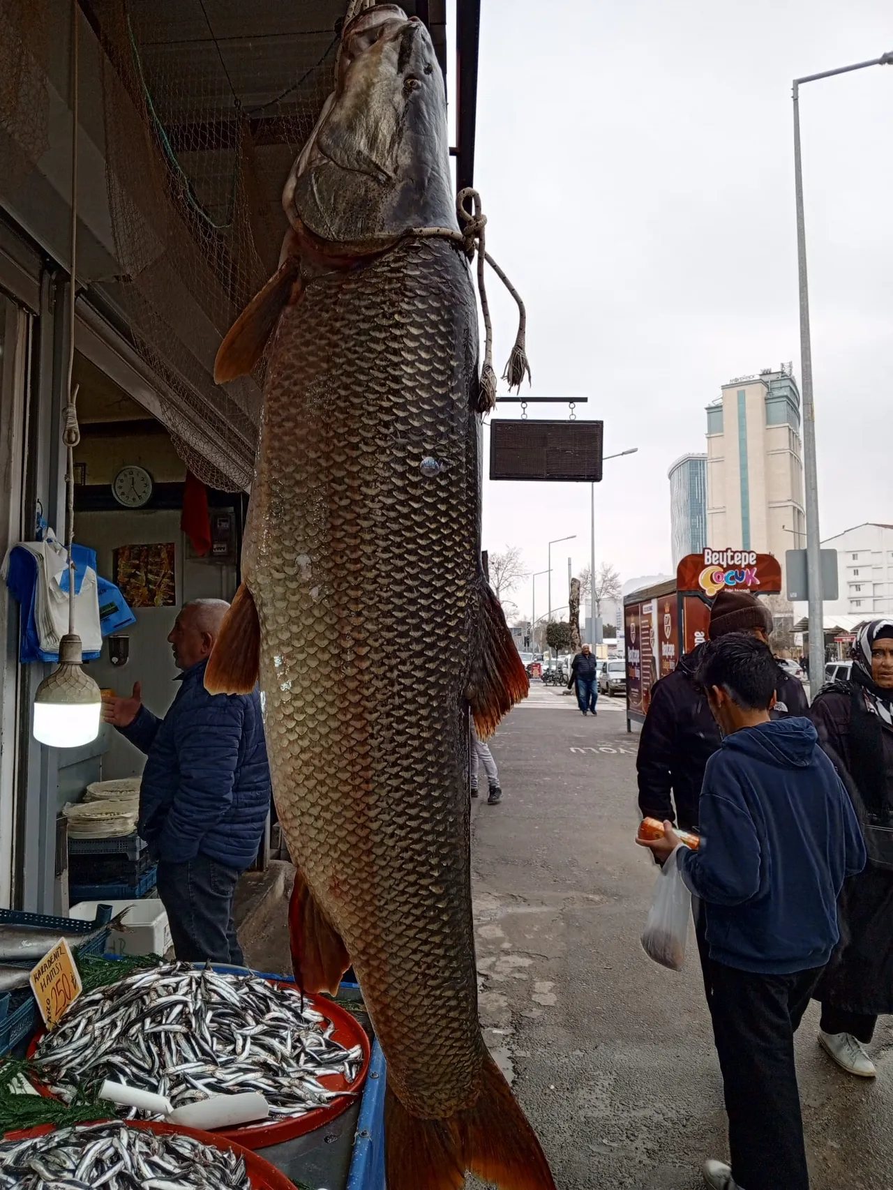 Malatyada yakalandı! 42 kiloluk balık büyük ilgi gördü