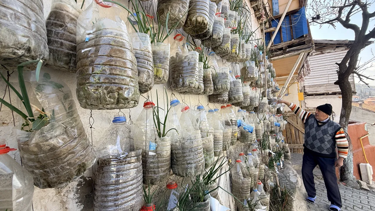 Bahçesiz çözüm: Duvarında yetiştiriyor, komşularına ücretsiz dağıtıyor