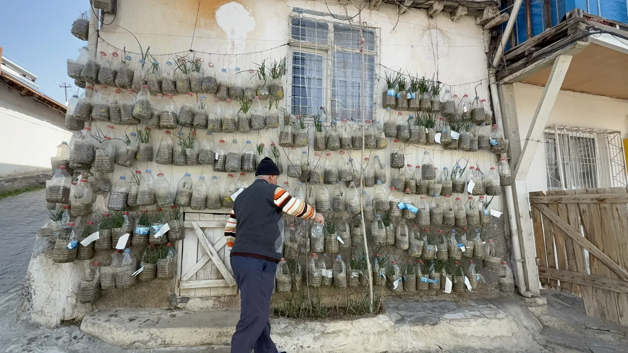 Bahçesiz çözüm: Duvarında yetiştiriyor, komşularına ücretsiz dağıtıyor