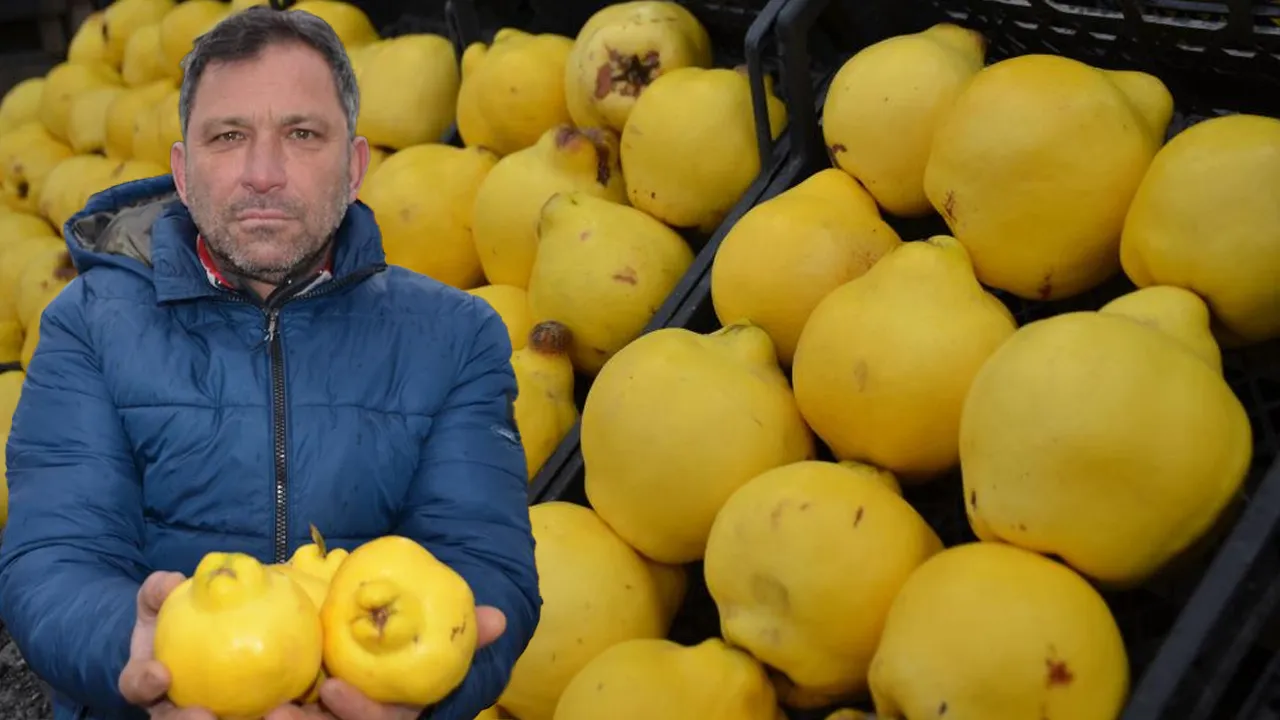 Bu yıl 'ayva'yı yedik! Ayaz vurdu, fiyatı fırladı