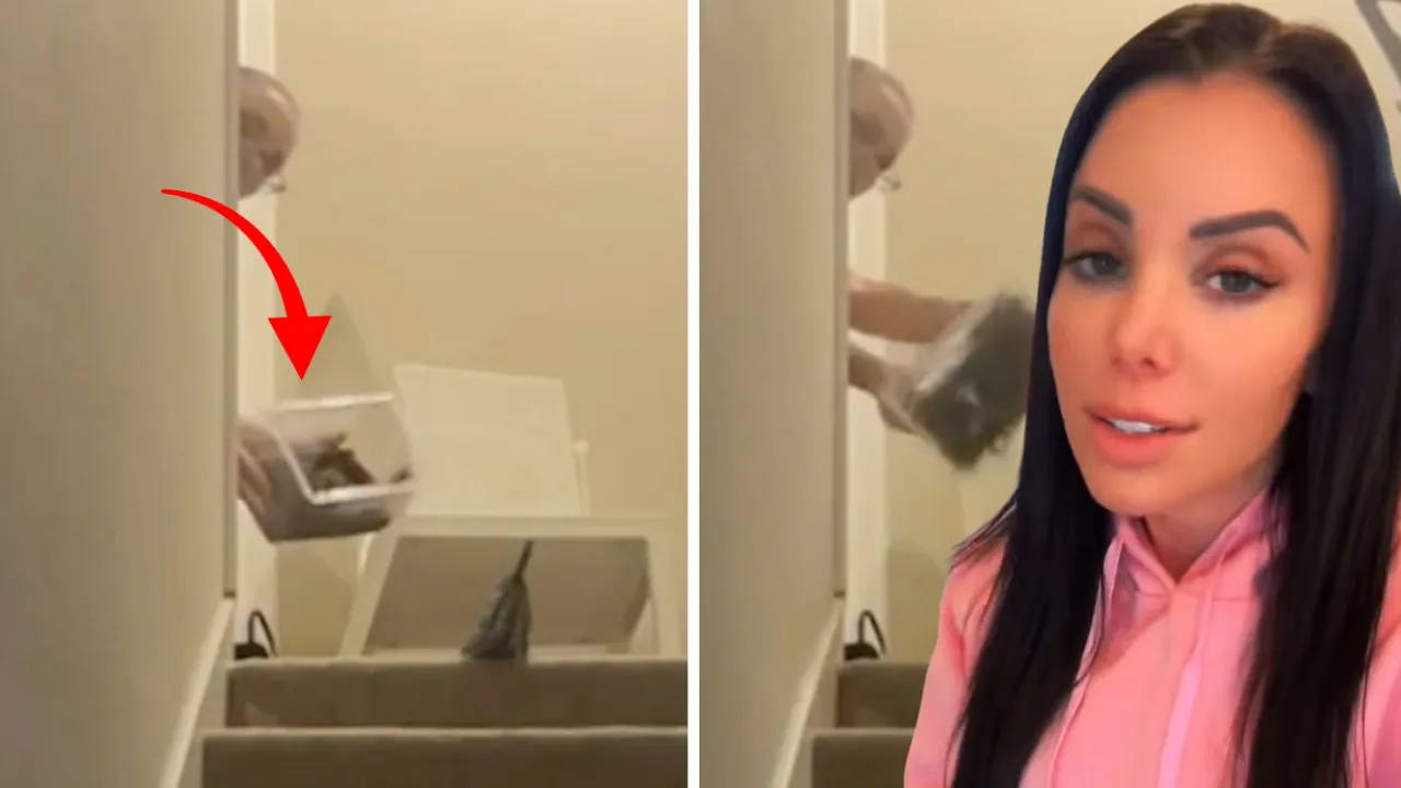 Ev sahibi- kiracı tartışması kabusa döndü! Evin içine bir kutu tarantula bıraktı, nedeni ise korkunç