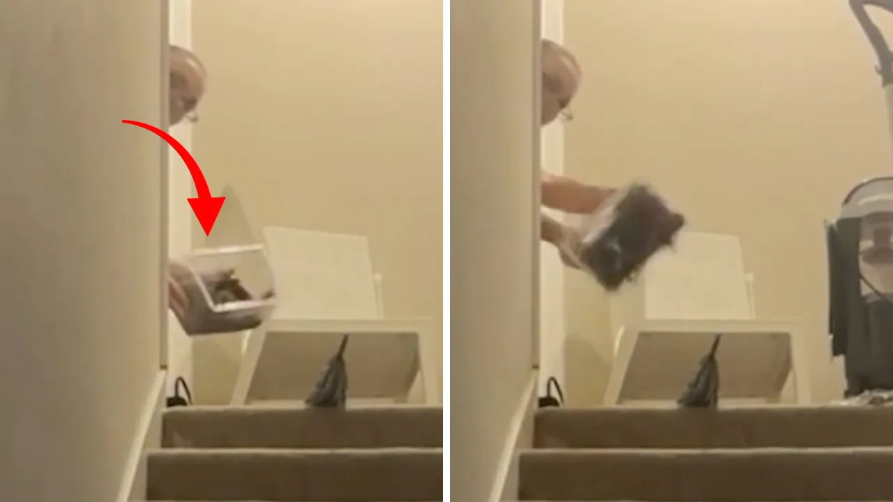 Ev sahibi- kiracı tartışması kabusa döndü! Evin içine bir kutu tarantula bıraktı, nedeni ise korkunç