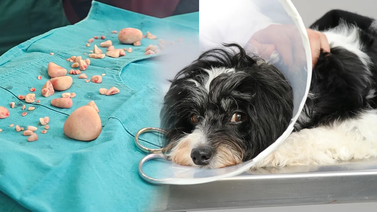 Görenler inanamadı! Köpeğin karnından 140 taş çıkarıldı