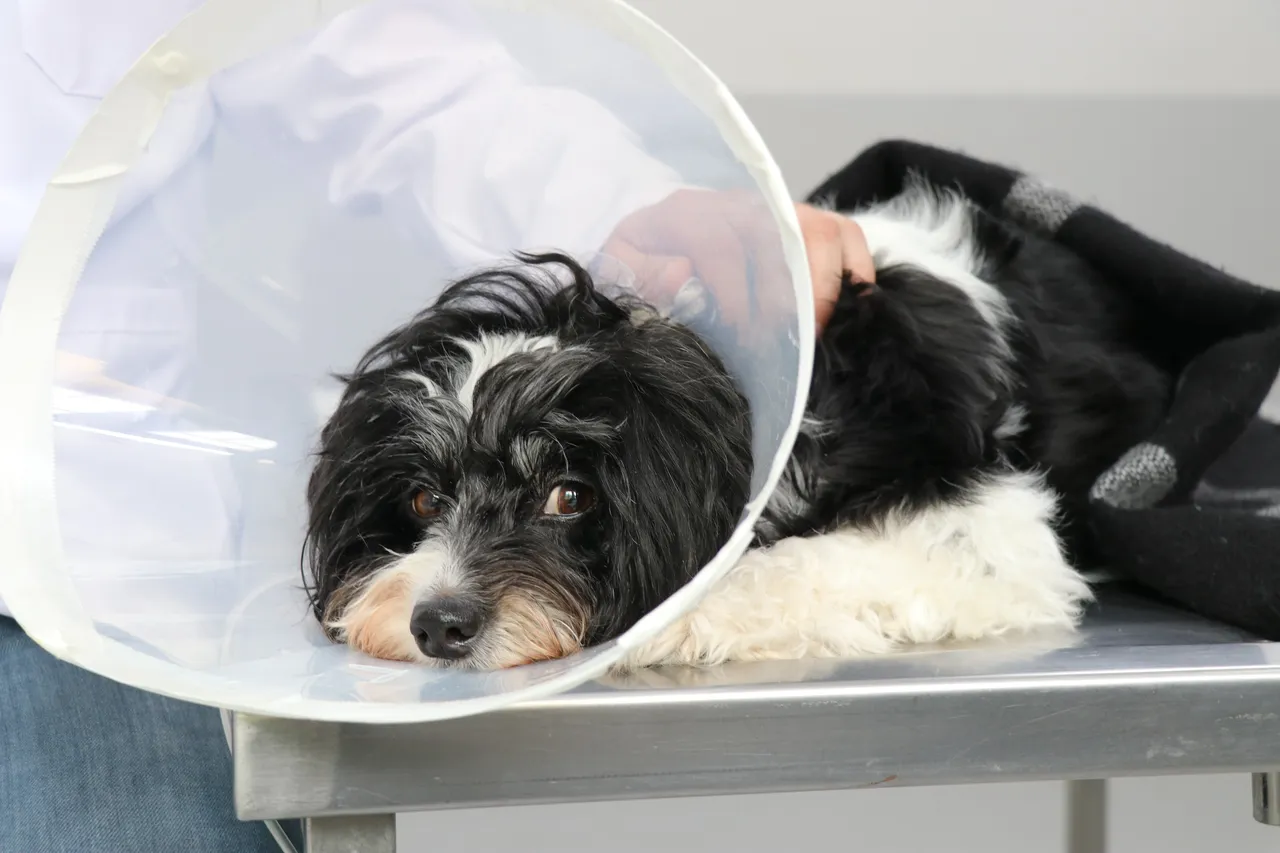 Görenler inanamadı! Köpeğin karnından 140 taş çıkarıldı