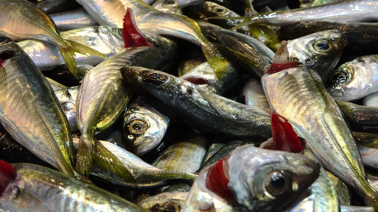 Kilosu 150 TL! İşte tezgahların en ucuz balığı