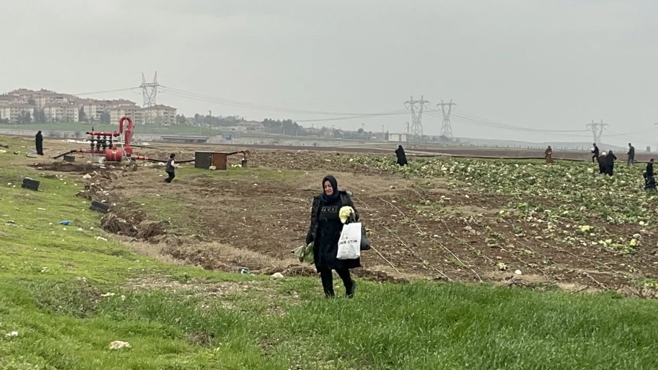 Çiftçi bedava dedi, herkes oraya akın etti! Poşetler, çuvallar, bagajlar doldu taştı