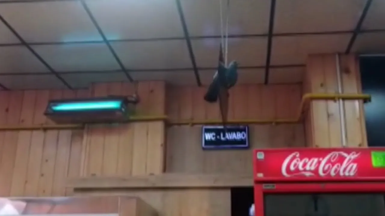 Eskişehir'de iftar vakti lokantaya giren güvercin ortalığı birbirine kattı! O anlar kamerada