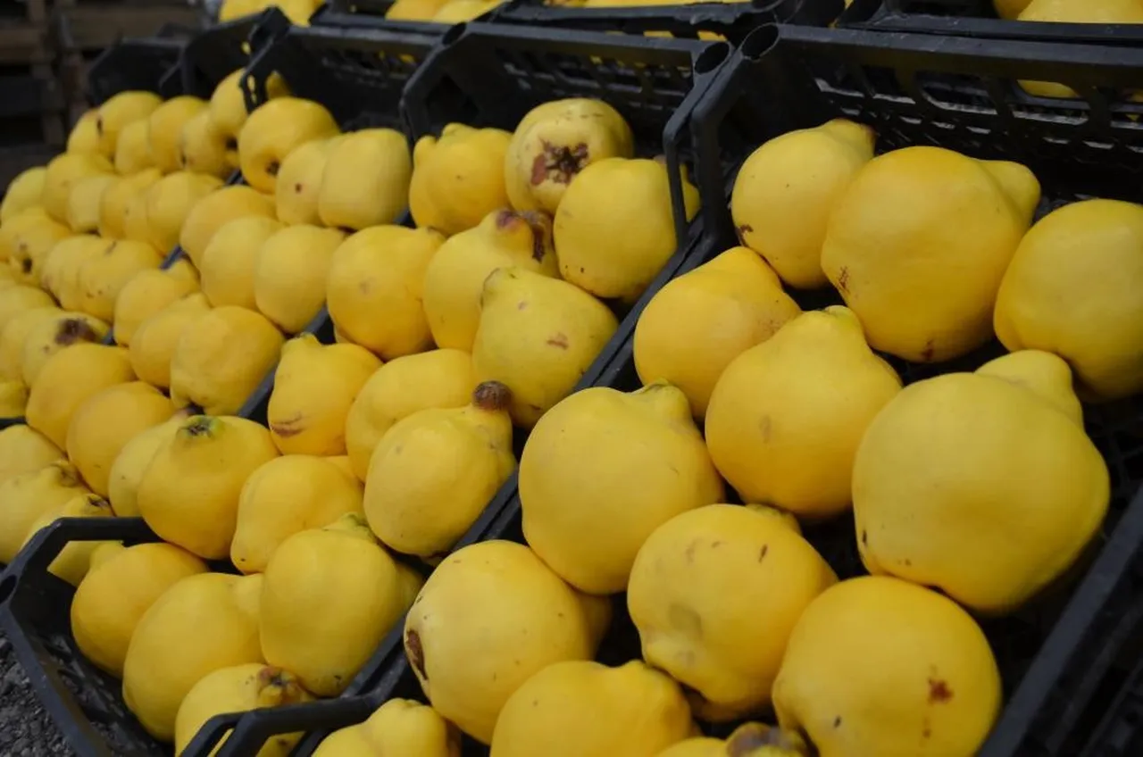 İki tanesi bir kilo geliyor, fiyatı 300 lira ediyor! Tatlısına reçeline doyum olmuyor...