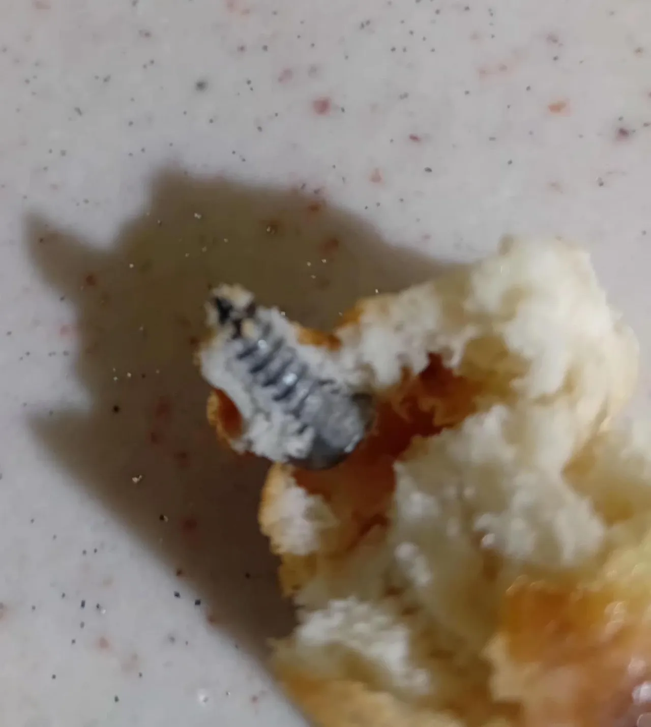 İzmir’den sonra Elazığ’da da görüldü! Ekmeğin içinden çıkan ‘Pes’ dedirtti