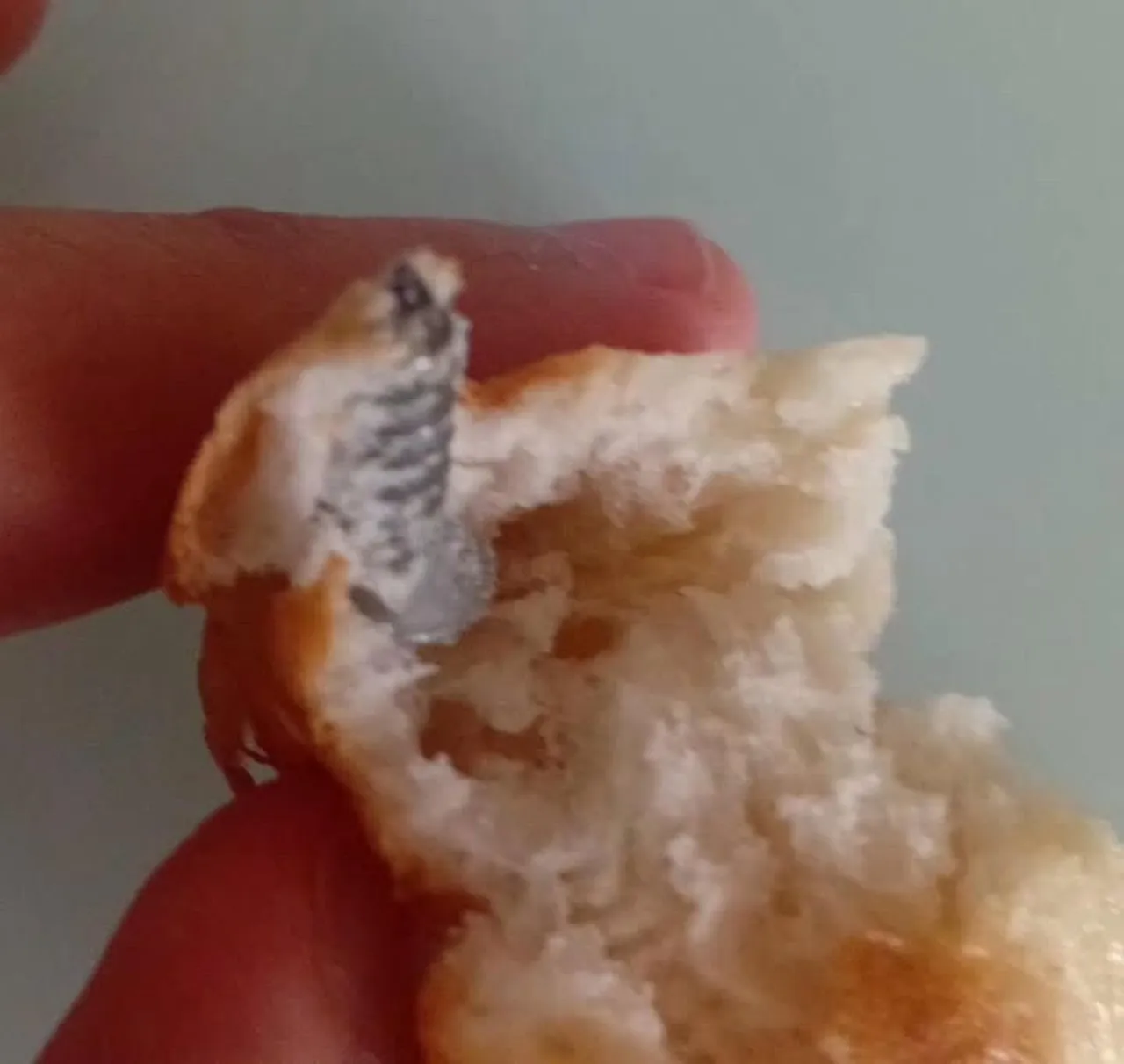 İzmir’den sonra Elazığ’da da görüldü! Ekmeğin içinden çıkan ‘Pes’ dedirtti