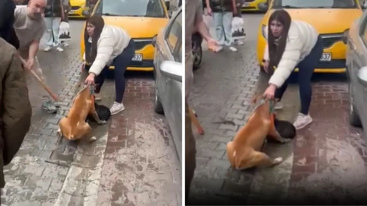 Tekirdağ'da ağızlıksız pitbull dehşeti!