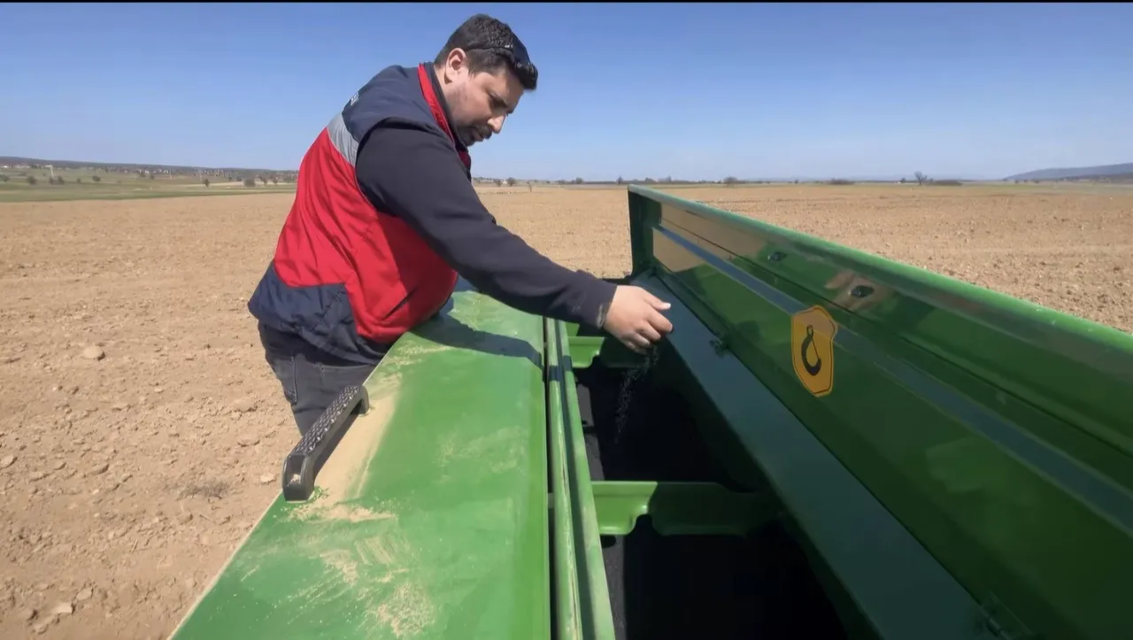 Tohumlar yüzde 50 hibeyle çiftçiye dağıtıldı! 2.500 dekar alana ekilecek