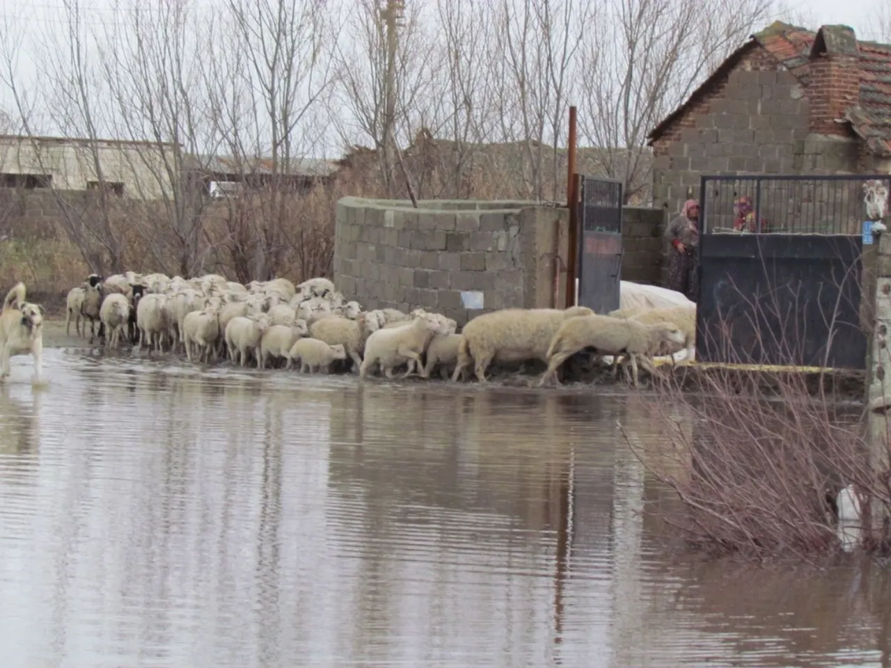 Taşkın sonrası Venedik’e dönen mahalle! Tek ulaşım yolu kayık