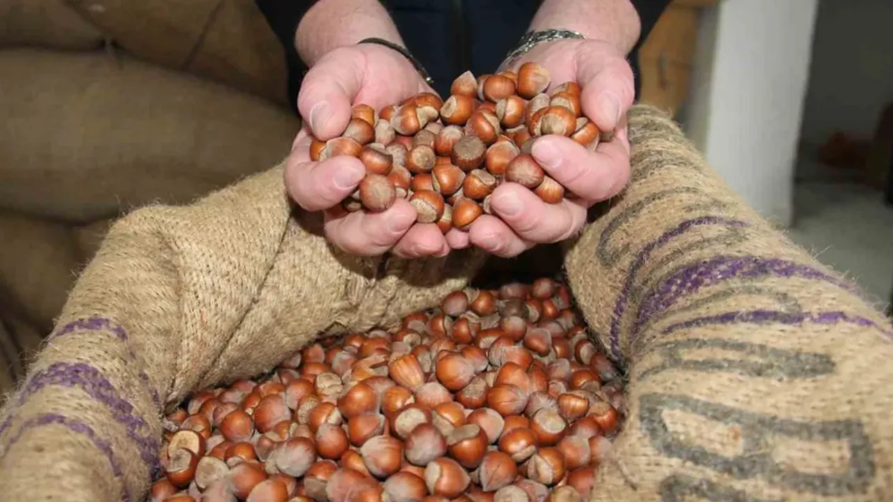 TMO'dan 'fındık' açıklaması: 750 TL detayı dikkat çekti!