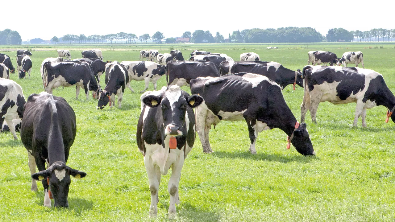 Yerel kalkınmada büyük hamle