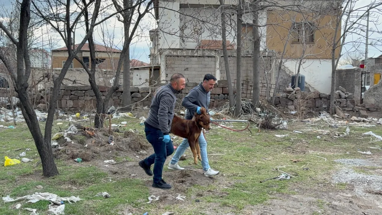 Başıboş köpek dehşeti! 3 yaşındaki çocuk ağır yaralı