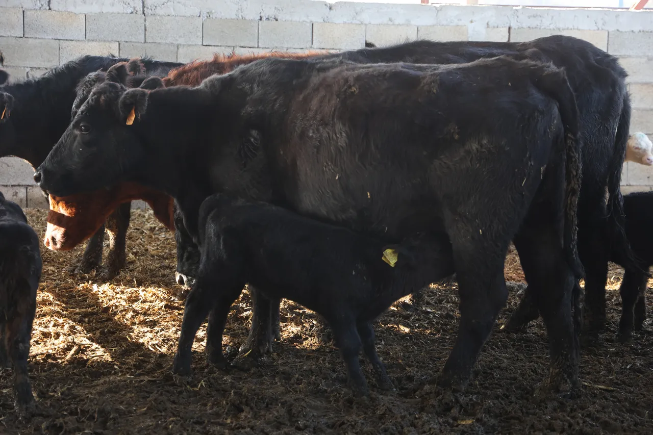 Mühendisliği bırakıp, devlet desteği ile patron oldu: Hiçbir zaman pişman olmayacağım bir iş