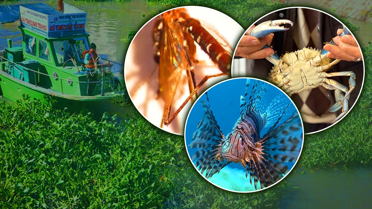 Türkiye’yi bekleyen 177 tehlike! İstilacı türlerle mücadelede yeni dönem