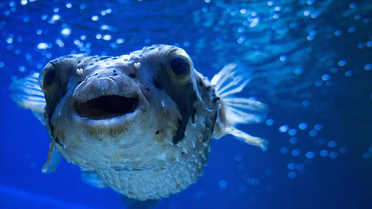 Türkiye’yi bekleyen 177 tehlike! İstilacı türlerle mücadelede yeni dönem