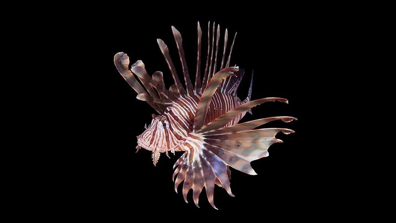 Türkiye’yi bekleyen 177 tehlike! İstilacı türlerle mücadelede yeni dönem