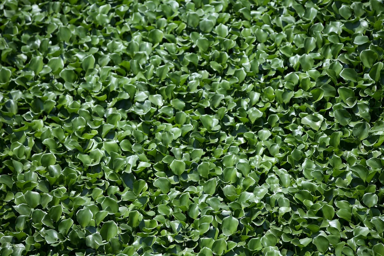 Türkiye’yi bekleyen 177 tehlike! İstilacı türlerle mücadelede yeni dönem