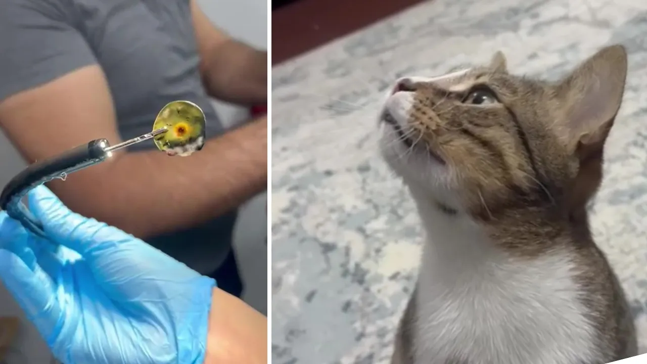 4 yıldır kusan kedinin karnından buzdolabı vakumu çıkarıldı