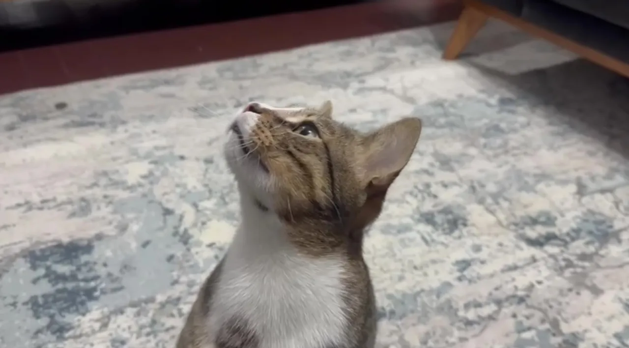 4 yıldır kusan kedinin karnından buzdolabı vakumu çıkarıldı