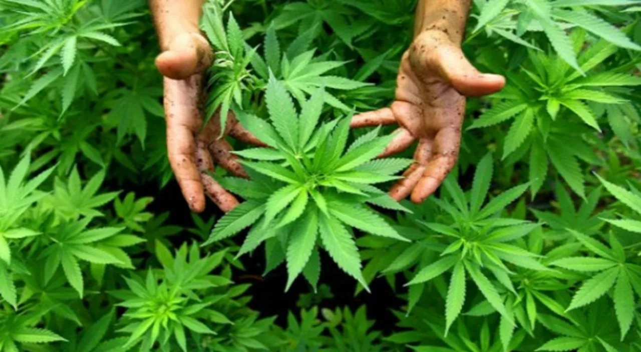 Kenevir üretiminde kota dönemi! İhracat ve ithalat talebine göre yetiştirilecek