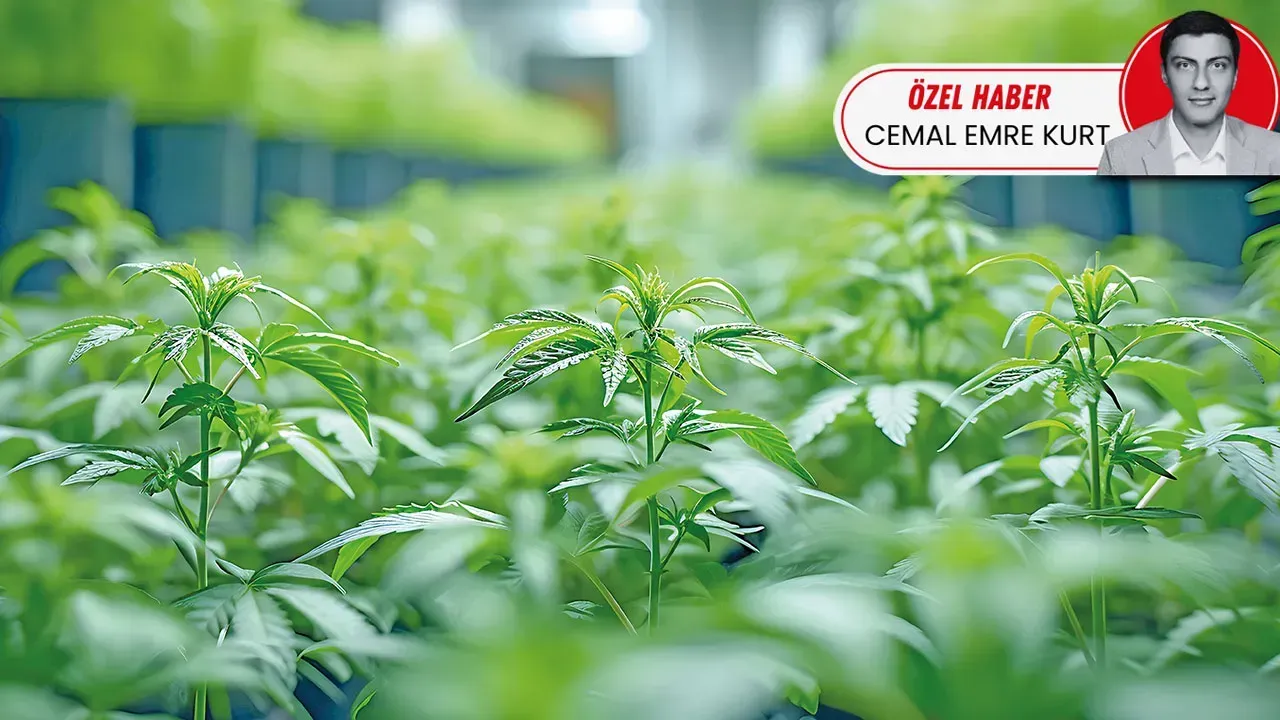 KENEVİR ÜRETİMİNDE KOTA!