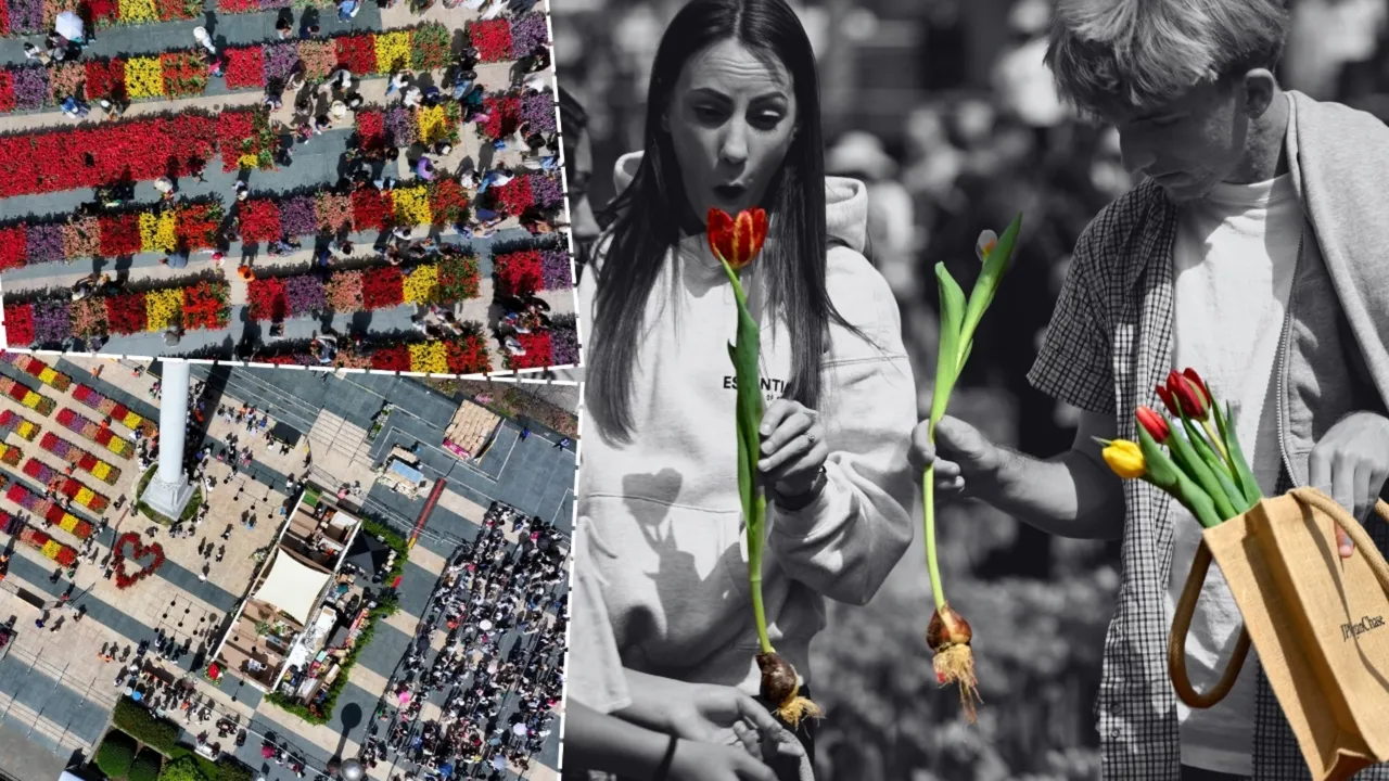 80 bin adet ücretsiz dağıtıldı: Kendi lalenizi seçin!