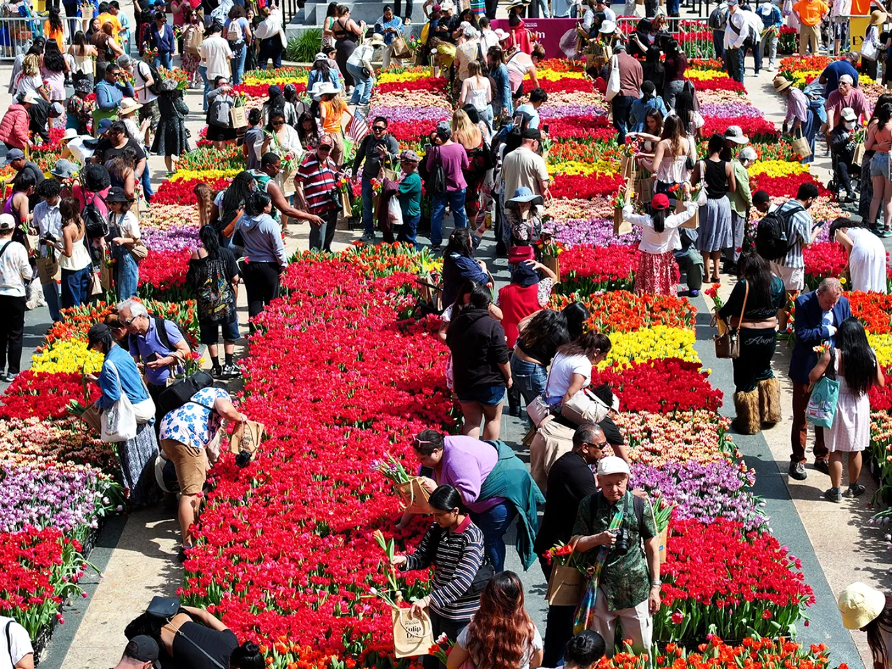 80 bin adet ücretsiz dağıtıldı: Kendi lalenizi seçin!