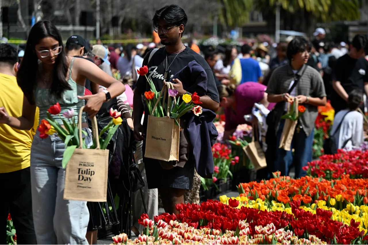 80 bin adet ücretsiz dağıtıldı: Kendi lalenizi seçin!