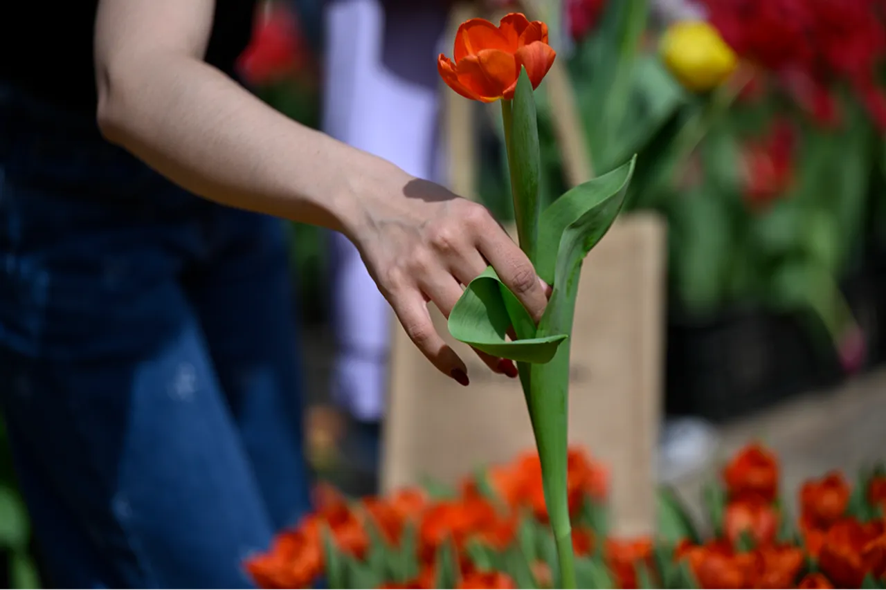 80 bin adet ücretsiz dağıtıldı: Kendi lalenizi seçin!