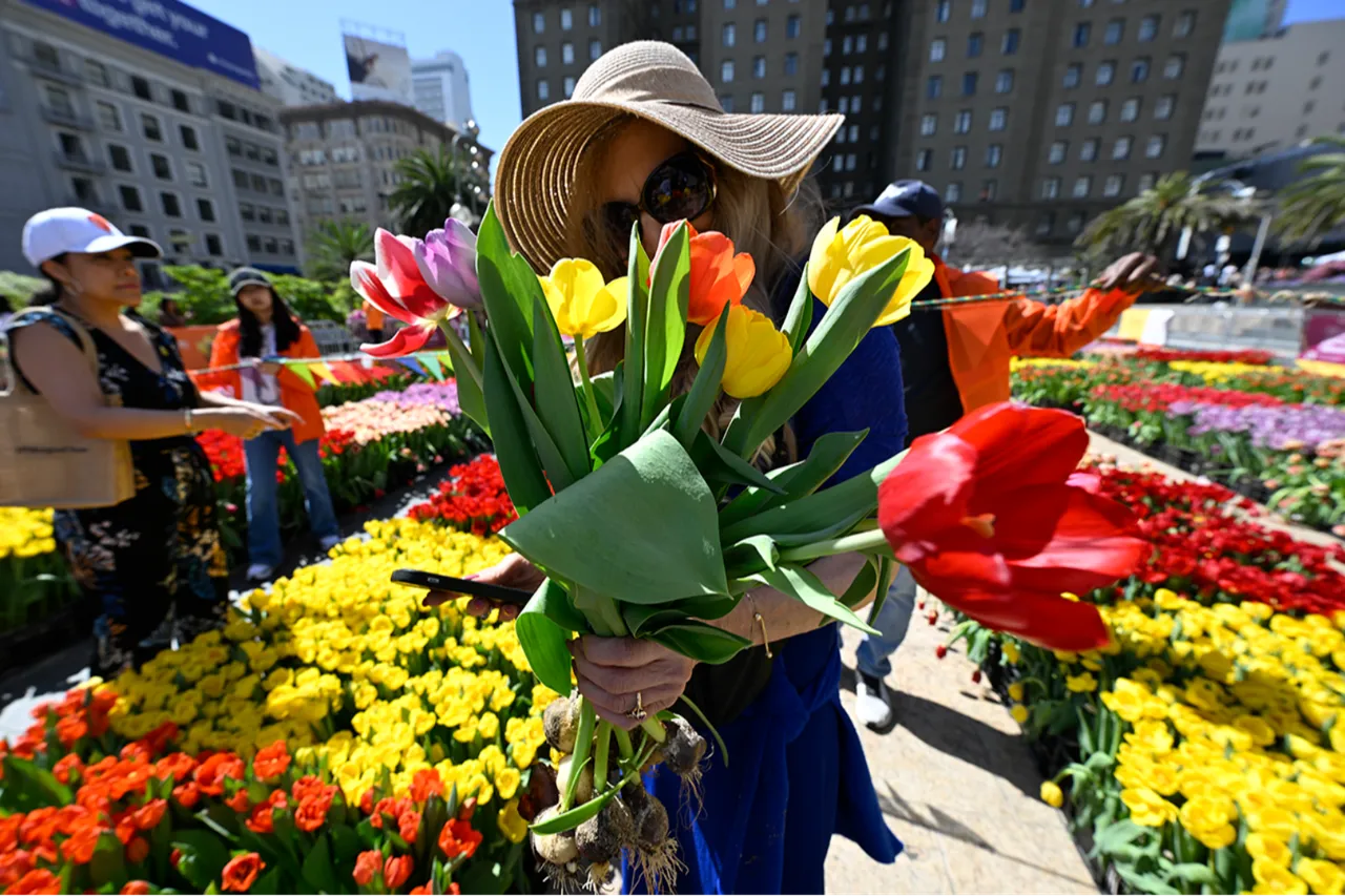 80 bin adet ücretsiz dağıtıldı: Kendi lalenizi seçin!