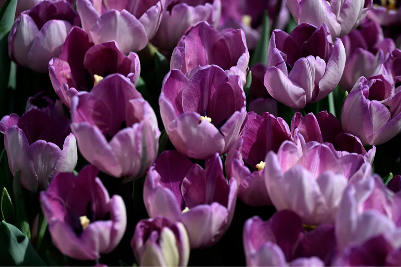 80 bin adet ücretsiz dağıtıldı: Kendi lalenizi seçin!