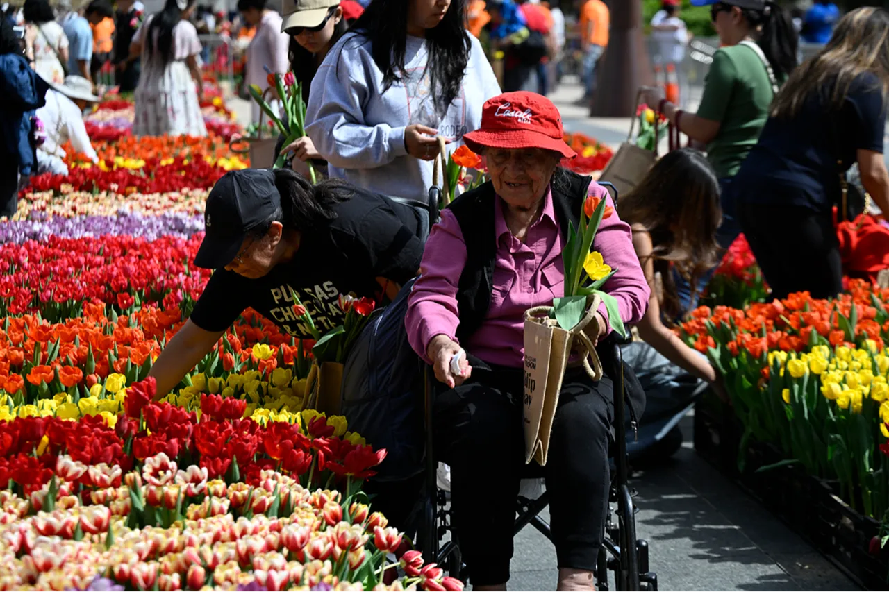 80 bin adet ücretsiz dağıtıldı: Kendi lalenizi seçin!
