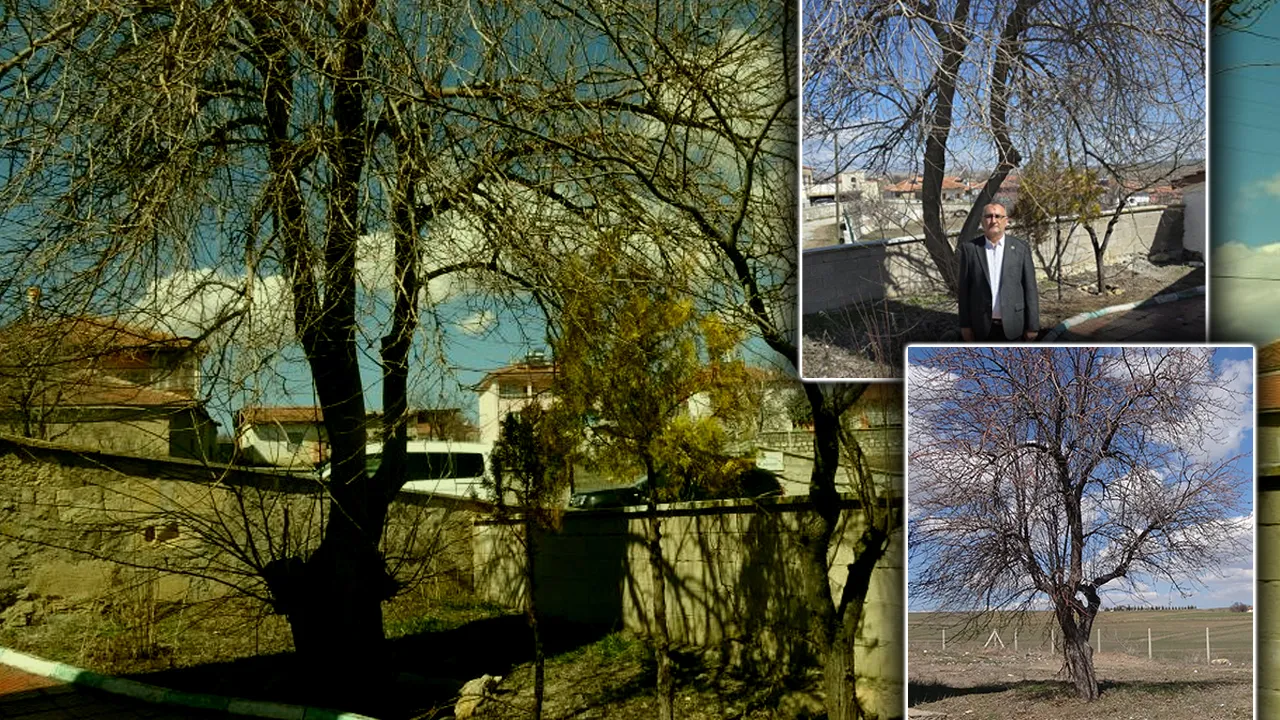 Ağaçlar kurudu! Bu köyde adını aldığı meyveden eser kalmadı