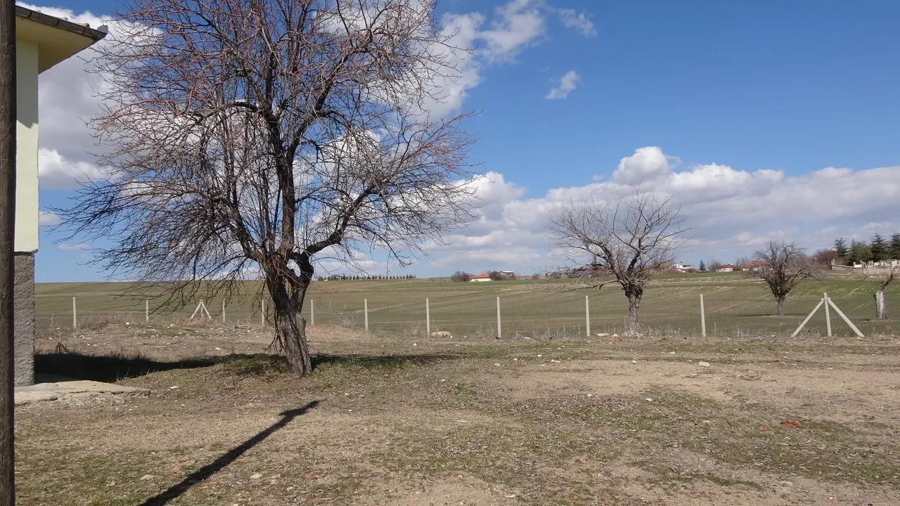 Ağaçlar kurudu! Bu köyde adını aldığı meyveden eser kalmadı