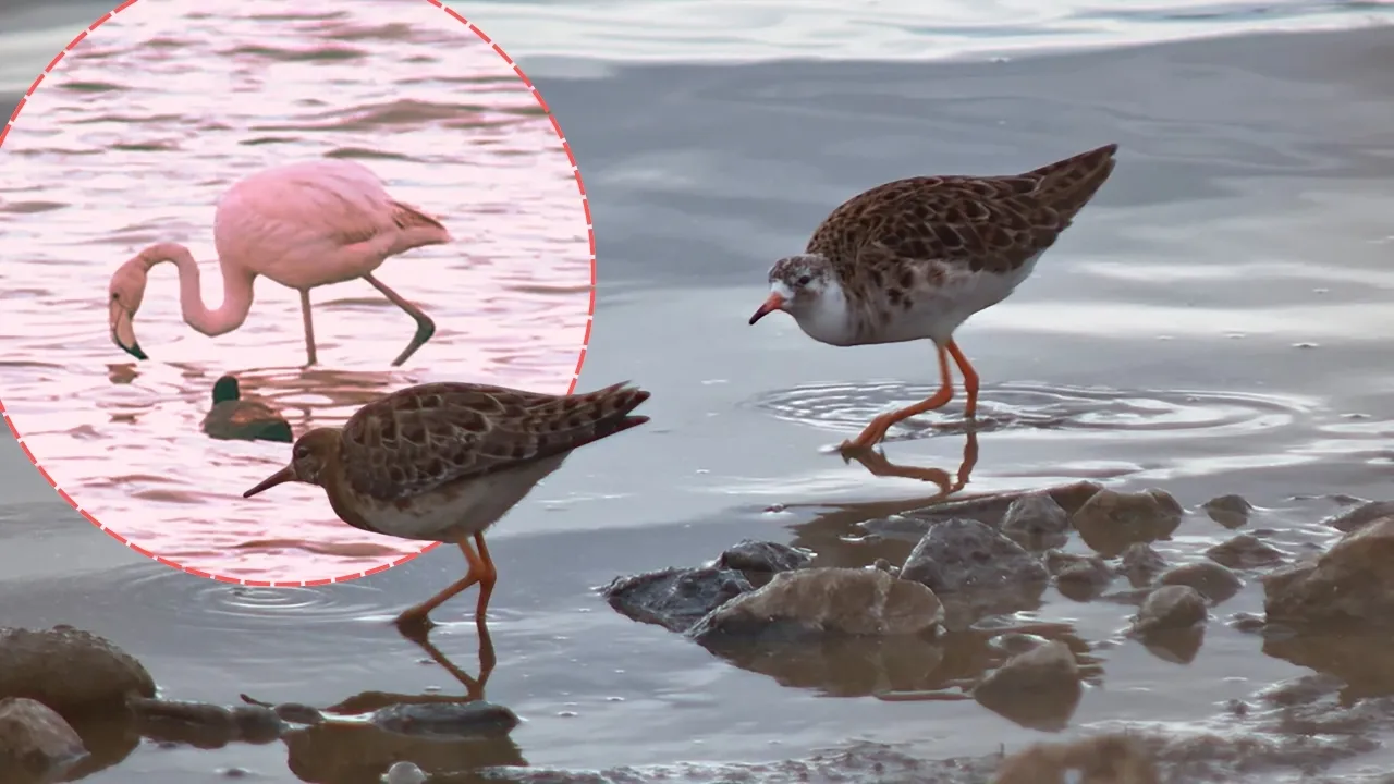 Allı turna döndü, baharı müjdeledi! Fotoğrafçılar Van Gölü'ne koşuyor