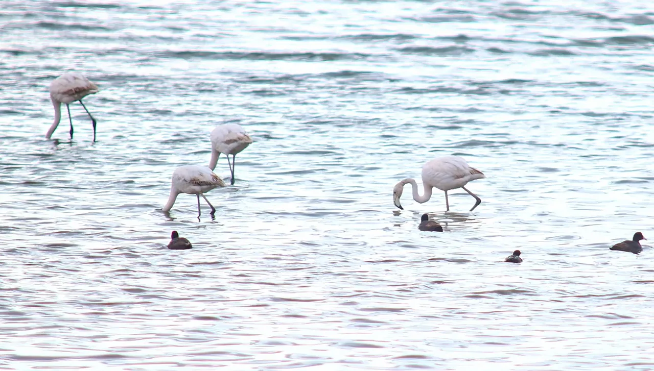 Allı turna döndü, baharı müjdeledi! Fotoğrafçılar Van Gölü'ne koşuyor