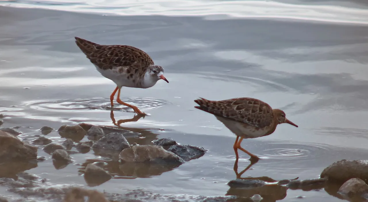 Allı turna döndü, baharı müjdeledi! Fotoğrafçılar Van Gölü'ne koşuyor
