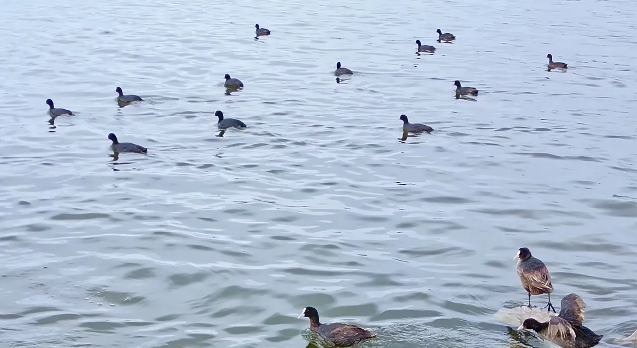 Allı turna döndü, baharı müjdeledi! Fotoğrafçılar Van Gölü'ne koşuyor