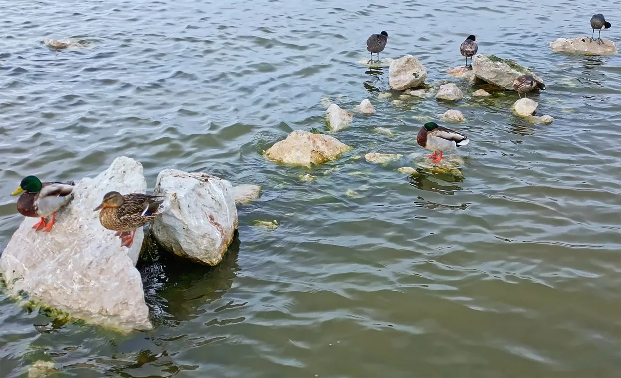 Allı turna döndü, baharı müjdeledi! Fotoğrafçılar Van Gölü'ne koşuyor